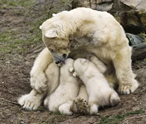 Polar bear Huggies licks her twin cubs while breastfeeding them during their first public Polar bear Huggies licks her twin cubs while breastfeeding them during their first public