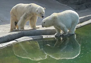 Polar bears are reflected in a pool at Moscow Zoo Polar bears are reflected in a pool at Moscow Zoo