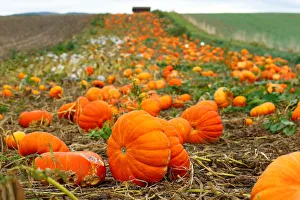 Pumpkins are pictured in a field on an autumn morning in Oulens-sous-Echallens Pumpkins are pictured in a field on an autumn morning in Oulens-sous-Echallens