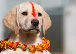 A puppy with Sindoor vermillion powder on its forehead A puppy with Sindoor vermillion powder on its forehead