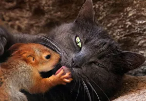 Pusha the cat licks a baby squirrel in Bakhchisaray Pusha the cat licks a baby squirrel in Bakhchisaray