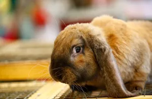 Rabbit is seen on a cage during international exhibition Belagro 2019 on the outskirts Rabbit is seen on a cage during international exhibition Belagro 2019 on the outskirts