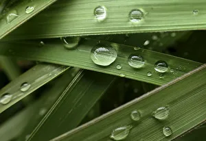 Raindrops are seen on leaves at a river bank in Tokyo Raindrops are seen on leaves at a river bank in Tokyo