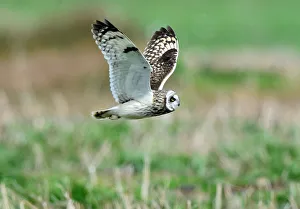 A rare short-eared owl flies in daylight on the island of Skomer, Pembrokeshire A rare short-eared owl flies in daylight on the island of Skomer, Pembrokeshire