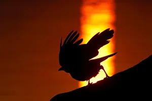 Raven takes off from a tree during sunset at a lake on the outskirts of Minsk Raven takes off from a tree during sunset at a lake on the outskirts of Minsk
