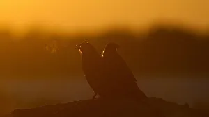 Two ravens sit after sunset in a forest near the town of Cherven Two ravens sit after sunset in a forest near the town of Cherven