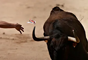 A Recortador de Anillas throws a ring onto a wild cows horn during a display at the San A Recortador de Anillas throws a ring onto a wild cows horn during a display at the San