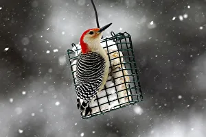 A Red-bellied Woodpecker perches on a suet feeder during a winter storm in the village A Red-bellied Woodpecker perches on a suet feeder during a winter storm in the village