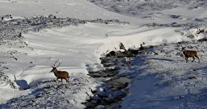 Red deer cross a river in the snow in Glenshee, Scotland Red deer cross a river in the snow in Glenshee, Scotland