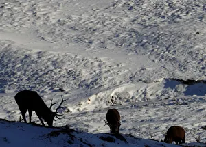 Red deer forage for food in the snow in Glenshee, Scotland Red deer forage for food in the snow in Glenshee, Scotland