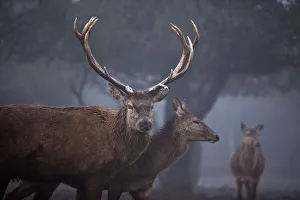 Red deer roam on a foggy day in the Golan Heights, near Israels border with Syria Red deer roam on a foggy day in the Golan Heights, near Israels border with Syria