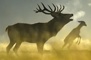 A Red deer stag barks, with a female seen behind, in the morning sun in Richmond Park in A Red deer stag barks, with a female seen behind, in the morning sun in Richmond Park in