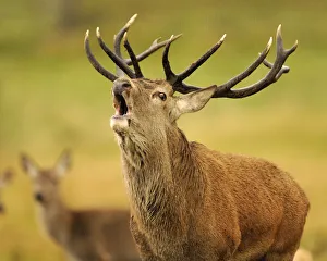 A red deer stag bellows during the rutting season at the Highland Wildlife Park, Kincraig A red deer stag bellows during the rutting season at the Highland Wildlife Park, Kincraig