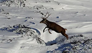 A red deer stag leaps in the snow in Glenshee, Scotland A red deer stag leaps in the snow in Glenshee, Scotland
