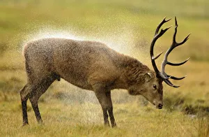 A red deer stag shakes water off its fur during the rutting season at the Highland A red deer stag shakes water off its fur during the rutting season at the Highland