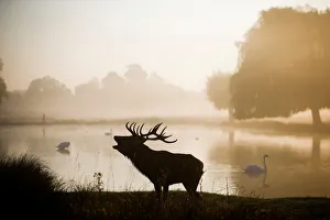 A red deer stands in the early morning mist in Bushy Park in London A red deer stands in the early morning mist in Bushy Park in London