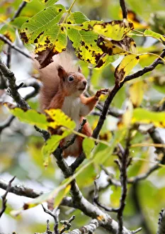 A red squirrel collects walnuts from a tree in Pitlochry, Scotland A red squirrel collects walnuts from a tree in Pitlochry, Scotland