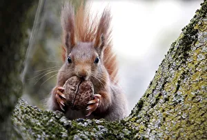 Red squirrel sits in a tree as it holds walnut in Frankfurts city centre Red squirrel sits in a tree as it holds walnut in Frankfurts city centre