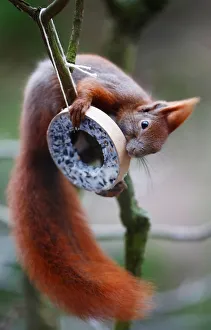 A red squirrel takes bird food at a tree in Berlin A red squirrel takes bird food at a tree in Berlin