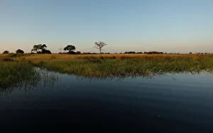 Reeds sit as waters begins to fill the Okavango Delta Reeds sit as waters begins to fill the Okavango Delta
