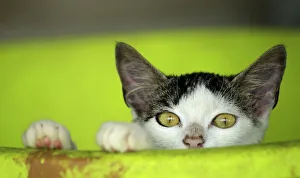A rescued cat is pictured at the Animal Rescue Asis in San Rafael de Heredia A rescued cat is pictured at the Animal Rescue Asis in San Rafael de Heredia