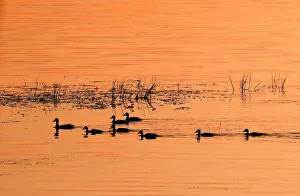 The rising sun illuminates a duck with ducklings swimming in a lake near the town The rising sun illuminates a duck with ducklings swimming in a lake near the town