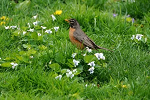 A robin is pictured in Central Park in New York A robin is pictured in Central Park in New York