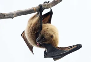 A Rodrigue fruit bat hangs on a perch in the Masoala rainforest hall at the zoo in Zurich A Rodrigue fruit bat hangs on a perch in the Masoala rainforest hall at the zoo in Zurich