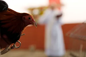Rooster receives a blessing from a priest on the day of Saint Anthony Rooster receives a blessing from a priest on the day of Saint Anthony