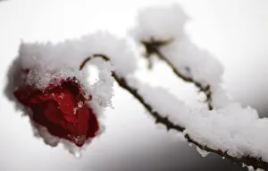 Rose blossom covered in snow is seen in a garden during heavy snowfalls in Hanau Rose blossom covered in snow is seen in a garden during heavy snowfalls in Hanau