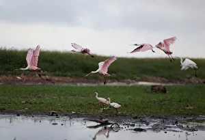 Roseate Spoonbills are seen on the shores of the Paraguay River, in Ita Enramada Roseate Spoonbills are seen on the shores of the Paraguay River, in Ita Enramada