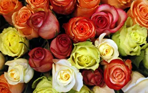 Roses are displayed in a flower shop in Vienna Roses are displayed in a flower shop in Vienna