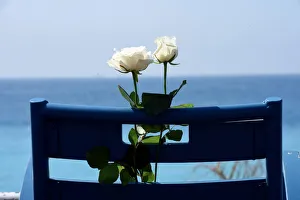Roses on the Promenade des Anglais as part of the commemorations of the July 14 fatal Roses on the Promenade des Anglais as part of the commemorations of the July 14 fatal