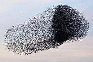 Starling Murmuration Prints: RTR3CWHI