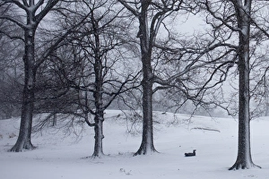 Snowy Scenery Prints: RTR3DIMH