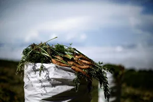 A sack filled with freshly harvested carrots is seen at a plantation in Cartago A sack filled with freshly harvested carrots is seen at a plantation in Cartago