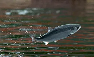 SALMON JUMP FOR FOOD AT FARM IN SOUTHERN CHILE SALMON JUMP FOR FOOD AT FARM IN SOUTHERN CHILE