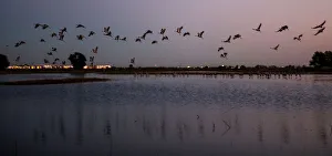 Sandhill cranes land in flooded fields to roost for the night at the Sandhill Crane Sandhill cranes land in flooded fields to roost for the night at the Sandhill Crane