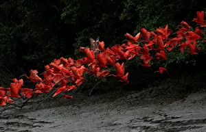 Scarlet ibis fly near the banks of a mangrove swamp, Calcoene River, Brazil Scarlet ibis fly near the banks of a mangrove swamp, Calcoene River, Brazil