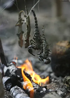 Scorpions and lizards are grilled over a fire during a jungle survival exercise with the Scorpions and lizards are grilled over a fire during a jungle survival exercise with the