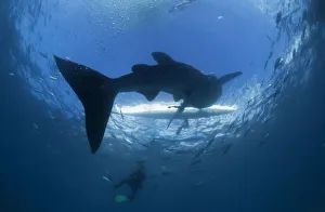 A scuba diver swims near a whale shark as it approaches a paddleboat off the beach of A scuba diver swims near a whale shark as it approaches a paddleboat off the beach of