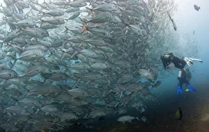 Scuba divers swim near a school of swirling jacks near the USAT Liberty wreck at Tulamben Scuba divers swim near a school of swirling jacks near the USAT Liberty wreck at Tulamben