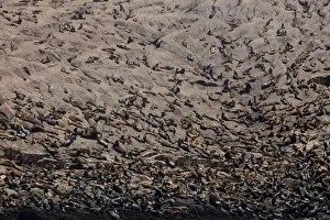Sea lions are seen at the Palomino island in Callao, Peru Sea lions are seen at the Palomino island in Callao, Peru