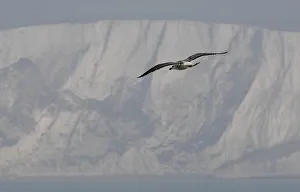 A seagull flies above the English channel with the white cliffs of Dover A seagull flies above the English channel with the white cliffs of Dover