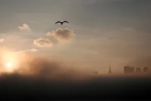 A seagull flies above the fog-shrouded skyline of New York City A seagull flies above the fog-shrouded skyline of New York City