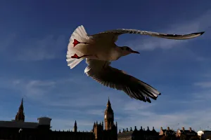 A seagull flies past the Houses of Parliament in central London A seagull flies past the Houses of Parliament in central London