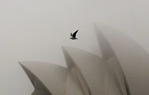 A seagull flies past the Sydney Opera House covered in heavy fog in central Sydney A seagull flies past the Sydney Opera House covered in heavy fog in central Sydney