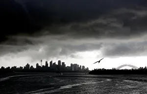 A seagull flies in front of the Sydney city skyline as a storm approaches in Sydney A seagull flies in front of the Sydney city skyline as a storm approaches in Sydney