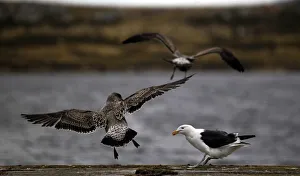 A seagull perches on a pier as two Falkland Skua birds fly away in Port Stanley A seagull perches on a pier as two Falkland Skua birds fly away in Port Stanley