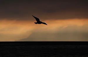 A seagull is pictured during a sunrise n a misty winter morning by the shores of Lake A seagull is pictured during a sunrise n a misty winter morning by the shores of Lake